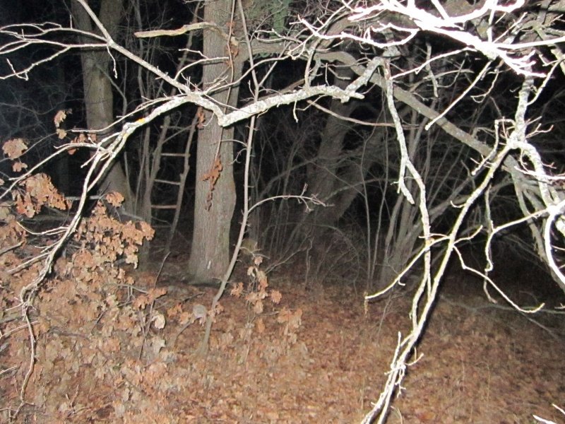 В Большеберезниковском районе Мордовии проводится проверка по факту незаконной охоты на территории частного охотничьего угодья
